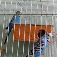 مرغ عشق درجه یک