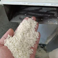 *برنج هاشمی معطر و تازه از مزارع شمال*