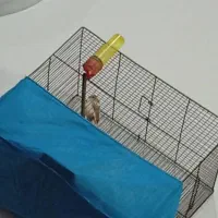 قناری ماده مست مست