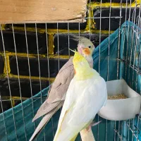عروس هلندی با قفس