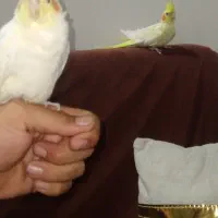 عروس هلندی لوتینو نروماده بالغ