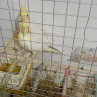 دو عدد عروس هلندی نر و ماده|پرنده|زاوه, |دیوار