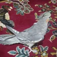 عروس هلندی نر|پرنده|ری, شهادت|دیوار