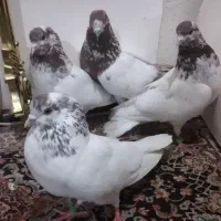 کفتر شمرونی