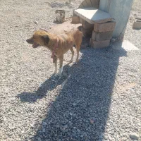سگ نگهبان