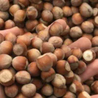 فندوق درجه یک الموت ..امساله