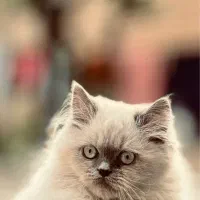 هیرا گربه نر پرشین خالص آیس بلو|گربه|تهران, پرستار|دیوار