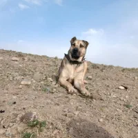 سگ نر وماده گلگی