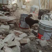 بوقلمون بوربون ومحلی|حیوانات مزرعه|همدان, |دیوار