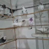 کبوتر