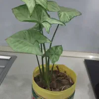 گل سینگونیوم خرگوشی پرپشت|گل و گیاه طبیعی|ارومیه, |دیوار