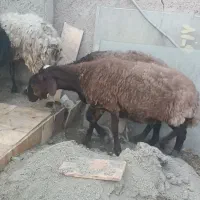 میش و بره