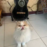 دسته حیوانات خانگی پرشین کت گربه ماده