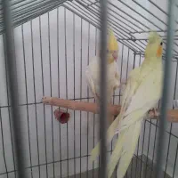 عروس هلندی|پرنده|رباط‌کریم, رباط‌کریم|دیوار