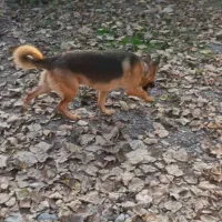 ژرمن شپهرد فول اموزش نگهبان|سگ|بندر انزلی, دهکده ساحلی|دیوار