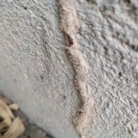 سمپاشی سوسک کابینت ،ساس ،موریانه|خدمات نظافت|دزفول, |دیوار