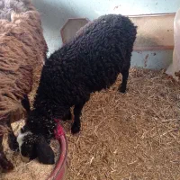 2رس بره1رس بزغاله