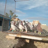 پرنده۲۵تای