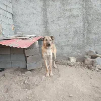 سگ ماده عراقی