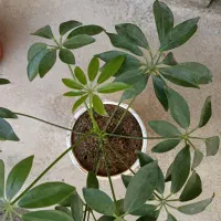 فروش گل پنجە پری|گل و گیاه طبیعی|بوکان, |دیوار