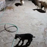 دو عدد بزغاله کوچک شیری خوار بفروش میرسید