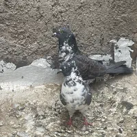 کفتر پرشی تیر ماه