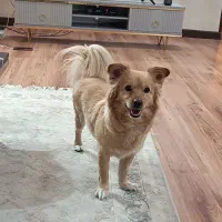 سگ گم شده اگه پیداش کردیم مژدگانی می‌دیم