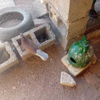 ۲۳۰ هزارتومان|پرنده|اژیه, |دیوار