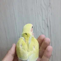 طوطی برزیلی سرلاکی زرد|پرنده|دزفول, |دیوار