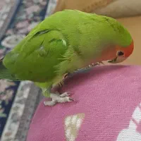 کوتوله|حیوانات|قم, شهر قائم|دیوار