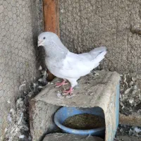 کبوتر کله خاکی اصل قدیمی