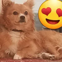 سگ پامر روباهی