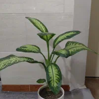 گل آپارتمانی  دیفن باخیا زیبا|گل و گیاه طبیعی|شهریار, شهریار|دیوار