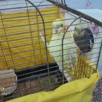 عروس هلندی|پرنده|مشگین شهر, |دیوار