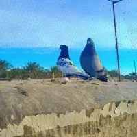 فروش کفتر|پرنده|بم, |دیوار