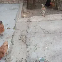 ۵۵۰|حیوانات مزرعه|ایذه, |دیوار