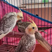 عروس هلندی با جوجه