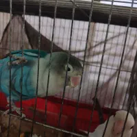 جفت کوتوله بالغ دستی|پرنده|شهرضا, |دیوار