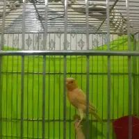 قناری|پرنده|شهر ری, شهرری|دیوار