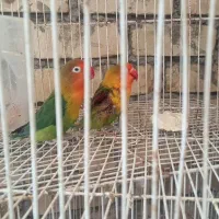 طوطی معاوضه با کبوتر ماشین.دوگانه.آردی|پرنده|تربت‌حیدریه, طالقانی|دیوار