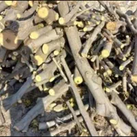 خریدار انواع چوب هیزمی|خدمات باغبانی و درختکاری|کاشان, دشت لتحر|دیوار