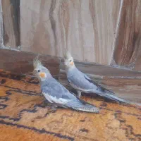 پرنده عروس هلندی|پرنده|اهواز, دغاغله|دیوار