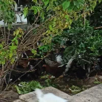 مرغو خروس محلی|حیوانات مزرعه|قم, پردیسان|دیوار