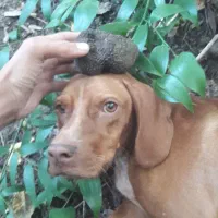 توله دنبلانی فول اور