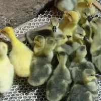 جوجه قو غاز  لیندا وبوقلمون