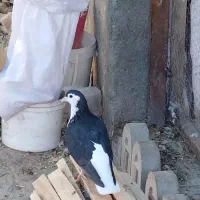 ساده سیاه ماده|پرنده|شاندیز, |دیوار