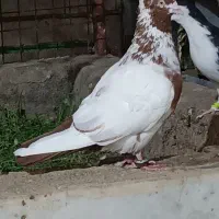 کبوتر رنگه نر گرفتنی