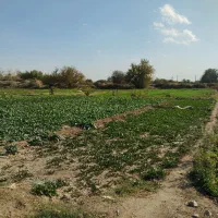 زمین کشاورزی در یافت اباد|فروش زمین و ملک کلنگی|تهران, سعیدآباد|دیوار