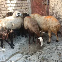 میش آبستن