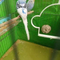 یه جفت مرغ عشق مودل|پرنده|پاکدشت, پاکدشت (مامازند)|دیوار